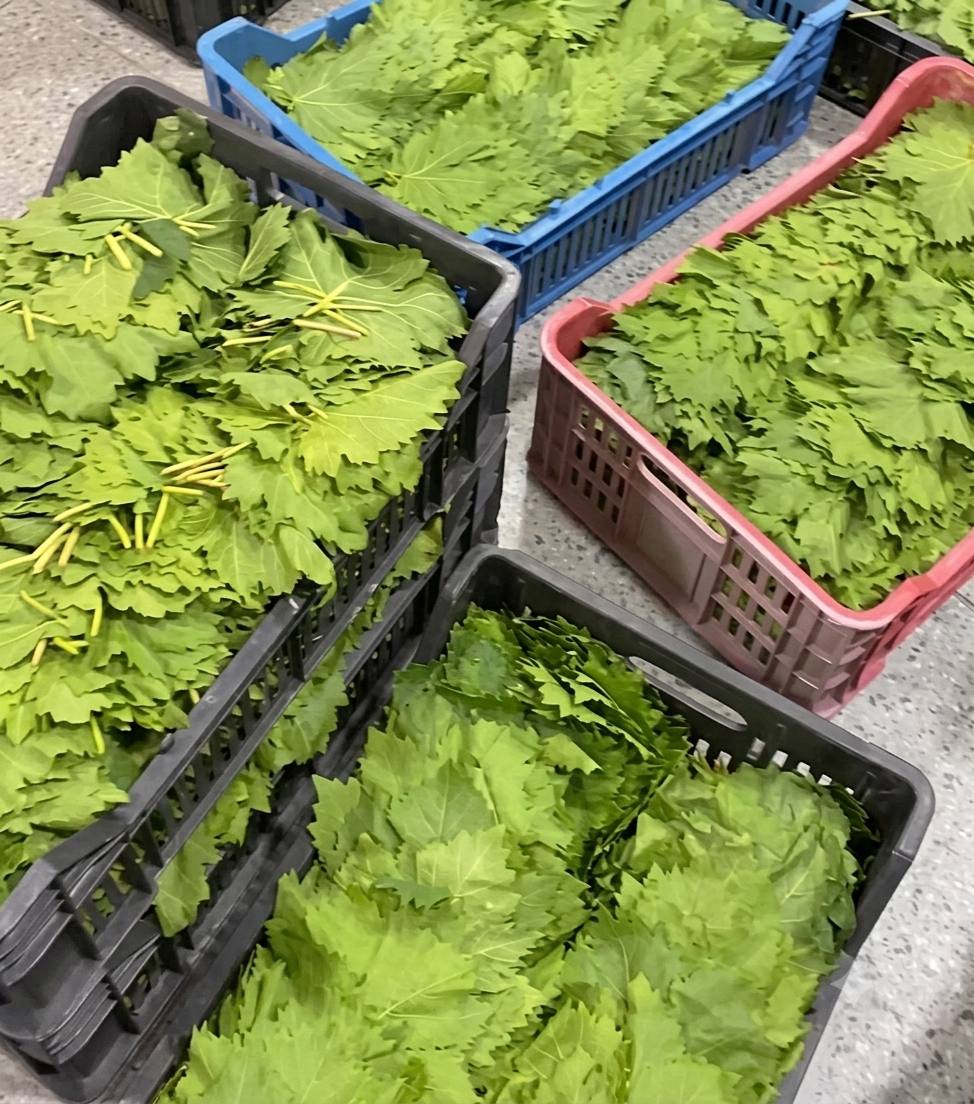 Every Leaf Chosen with Care