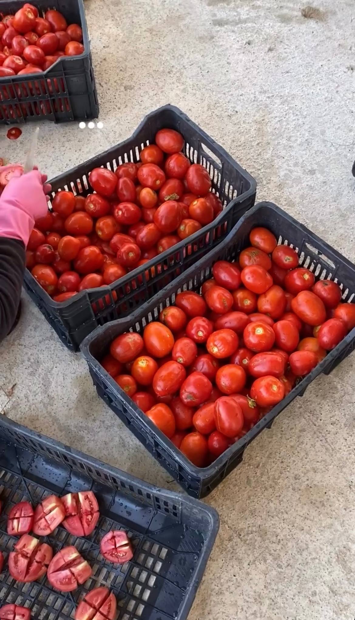 Where Every Tomato is Tended by Hand