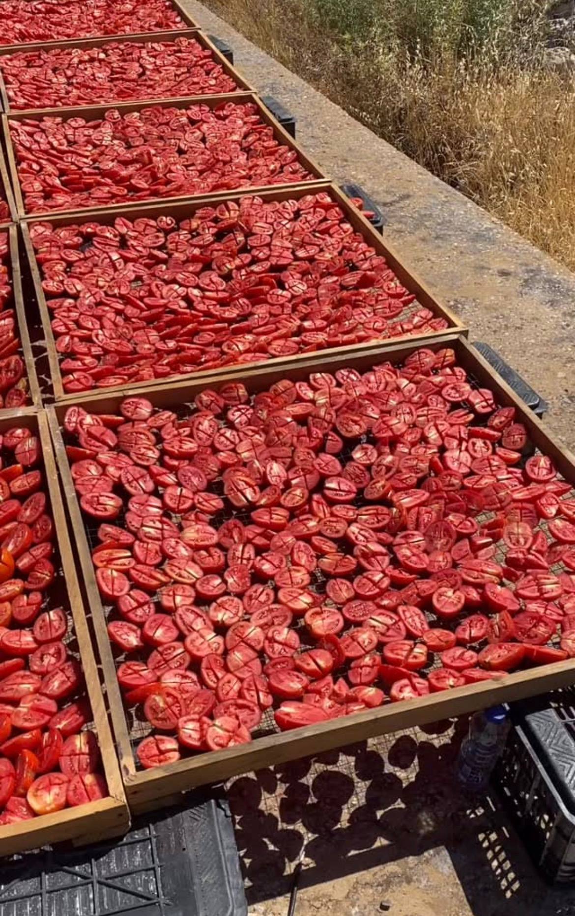 Sun-dried tomatoes freshly sorted